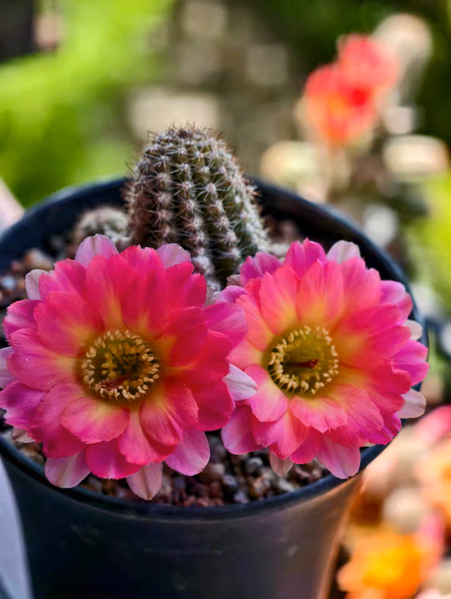 新花色白檀t279白檀勤花仙人球