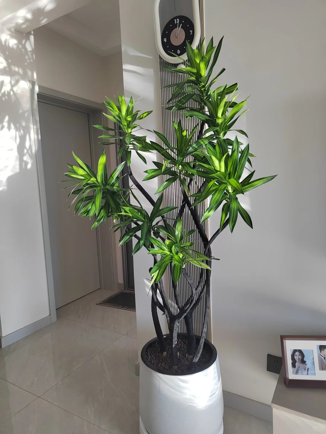 金心百合竹盆栽室内绿植净化空气四季常青