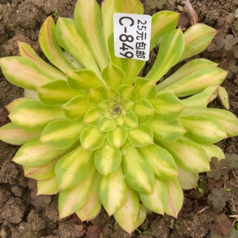 849知否二代满25包邮多肉