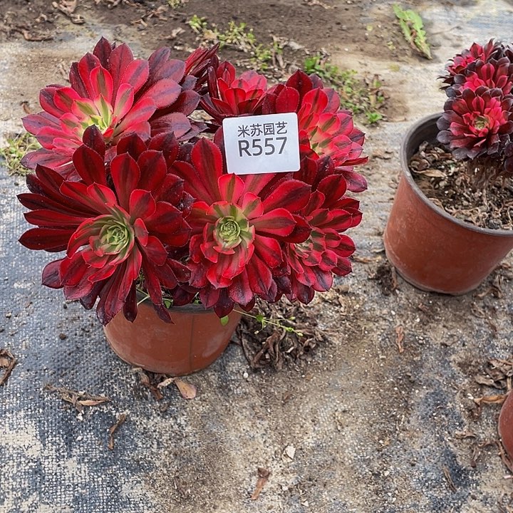 557多肉植物的生长