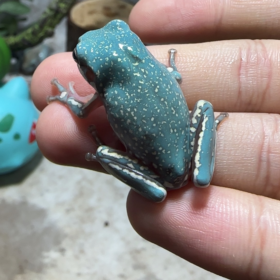 老爷树蛙8 魔鬼蓝小暴雪