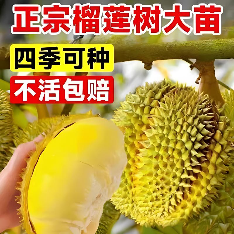 金枕盆栽榴莲耐寒南北种金枕头猫山王榴莲盆栽·2