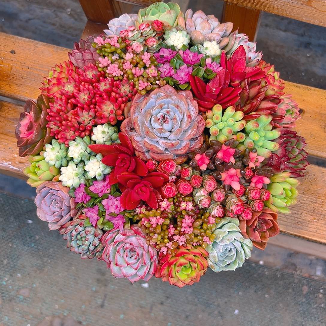 花好月圆多肉组合花园