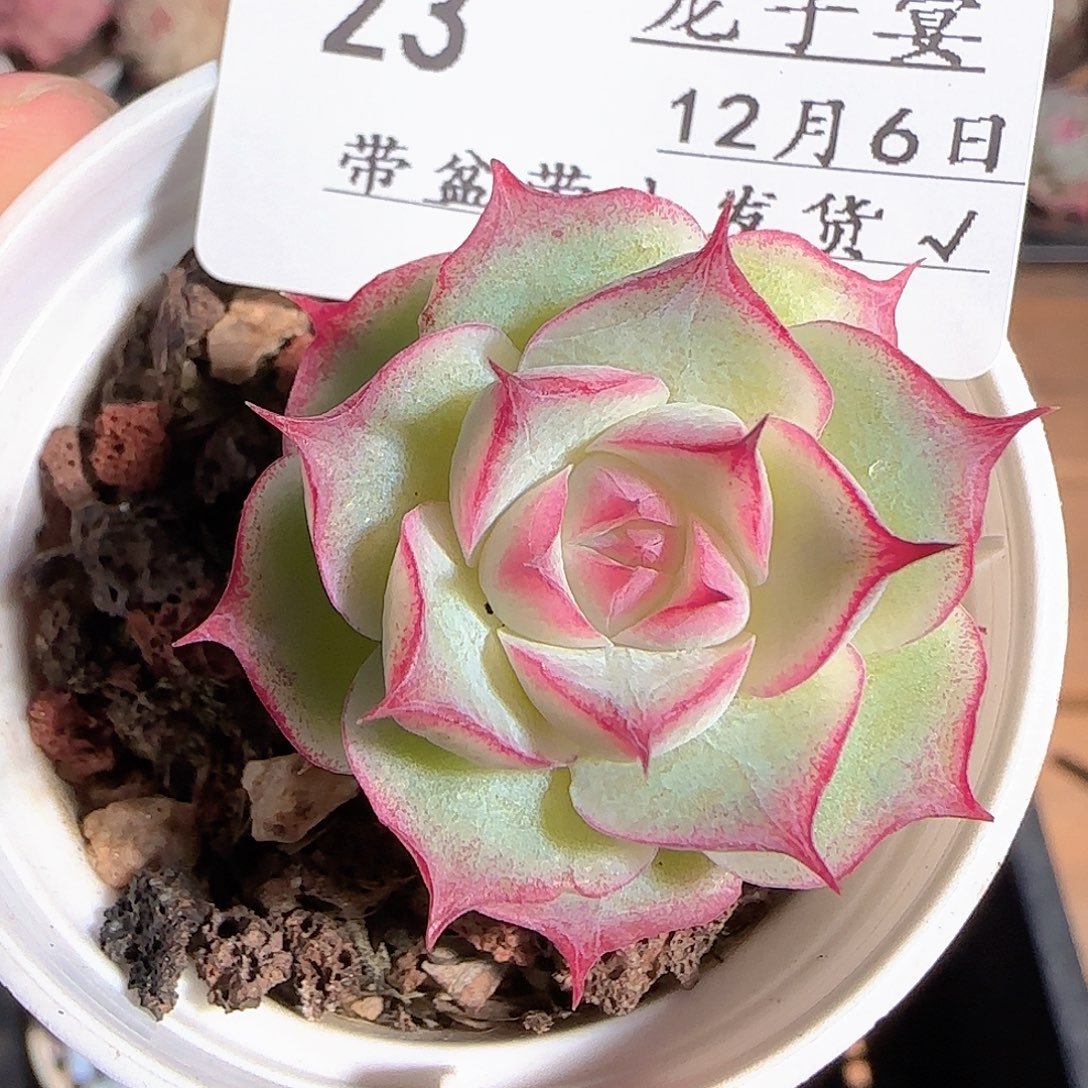 多肉1206-23女王玫瑰