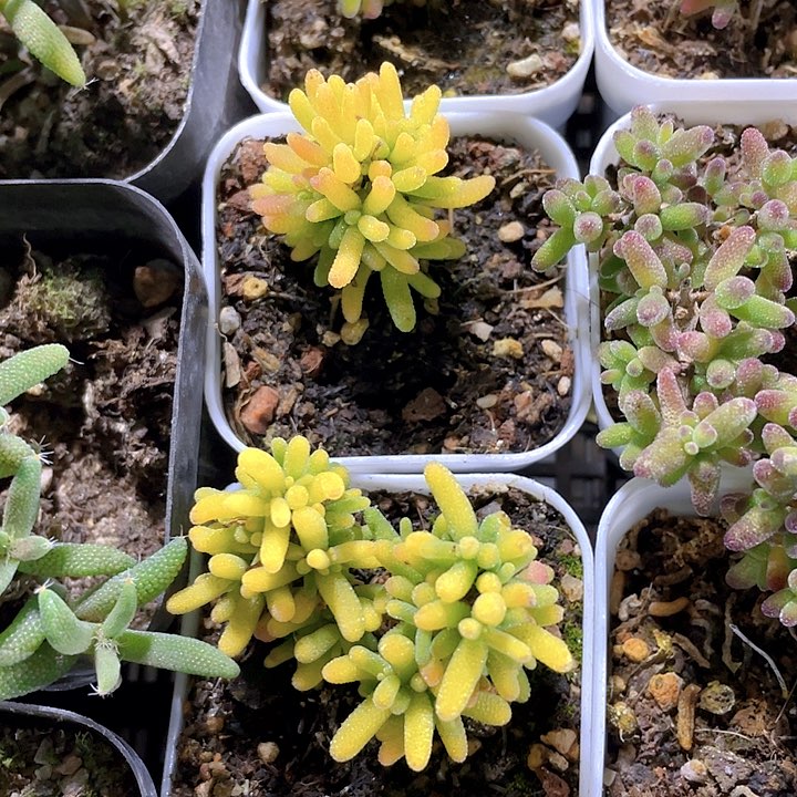 锦锦锦糖球锦带盆