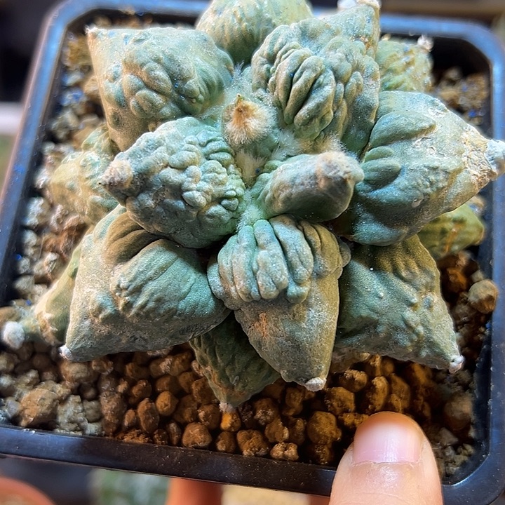 10号自根村主怒9.8公分底部老皮