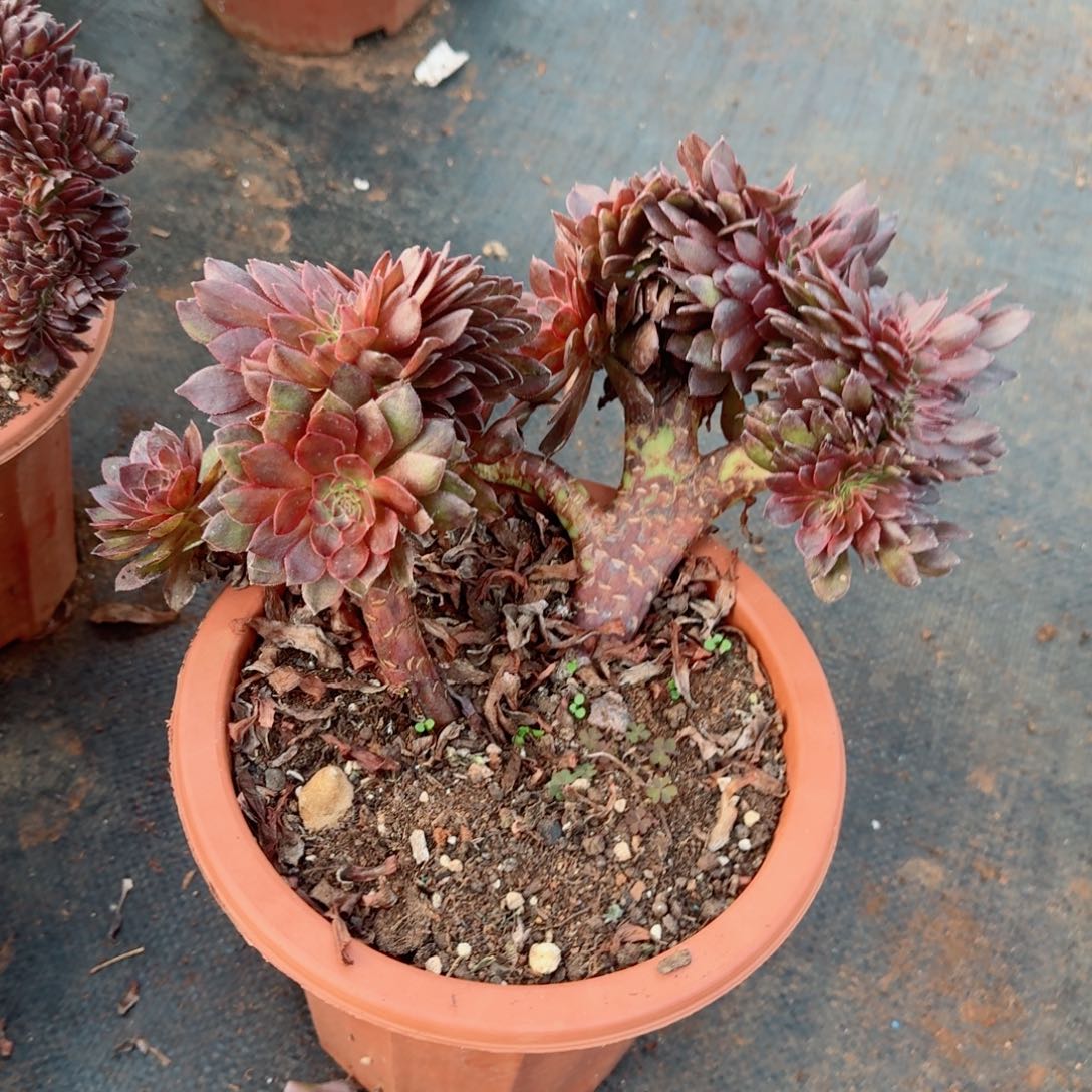 265花花公子缀化多肉植物满28包邮