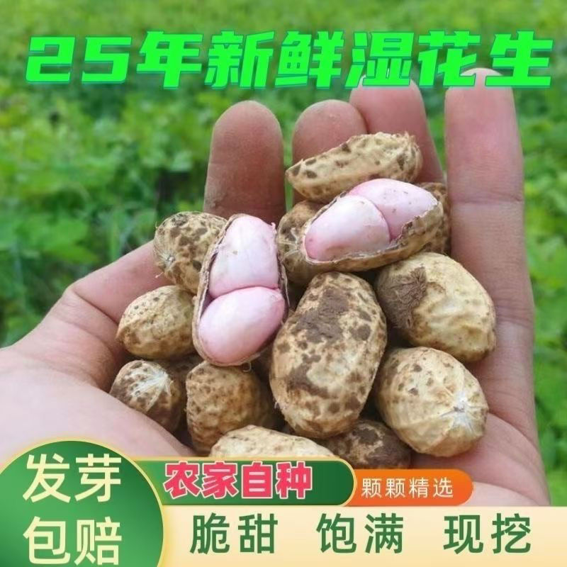 【圆通包邮】2025年新鲜现挖带壳湿花生粉皮花生农家自种可水煮