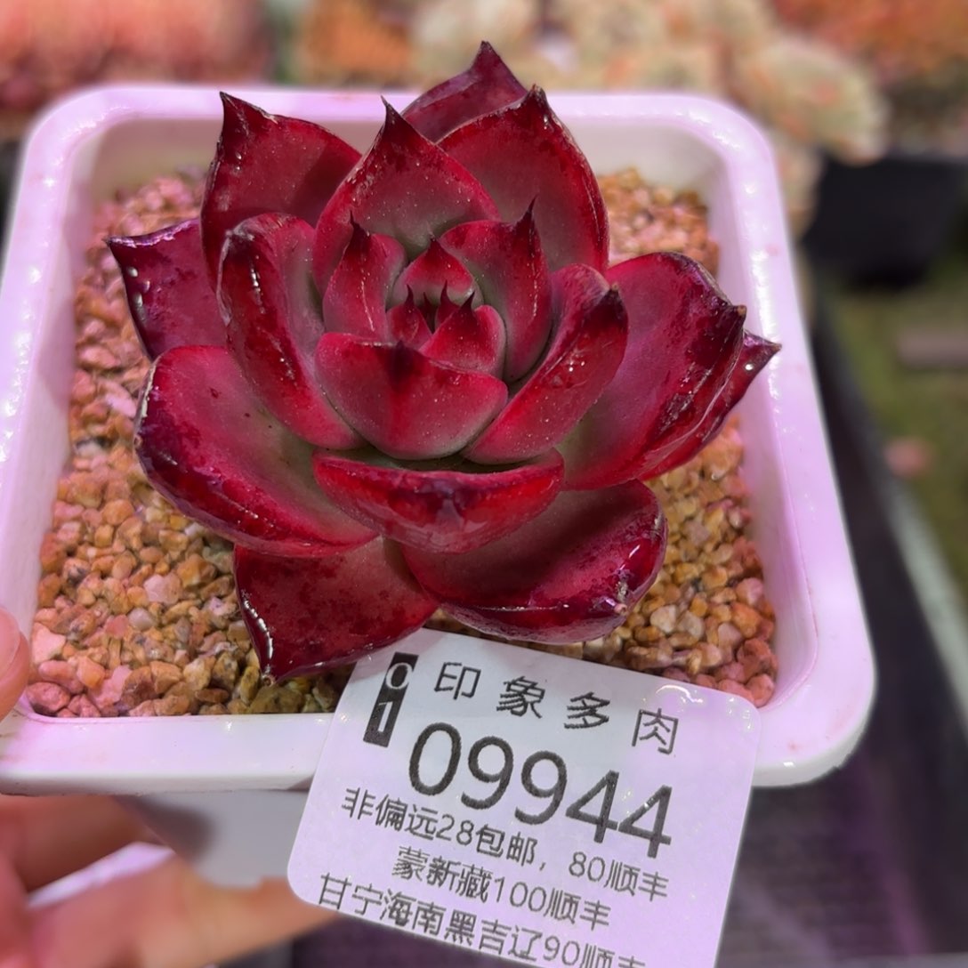 多肉植物9944fggy