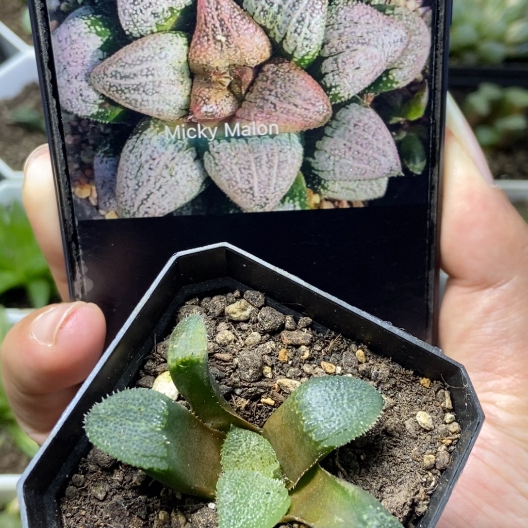 夕雪寿一物一拍的