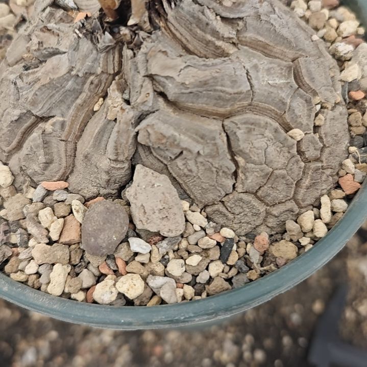 一物一拍，南非龟甲龙！