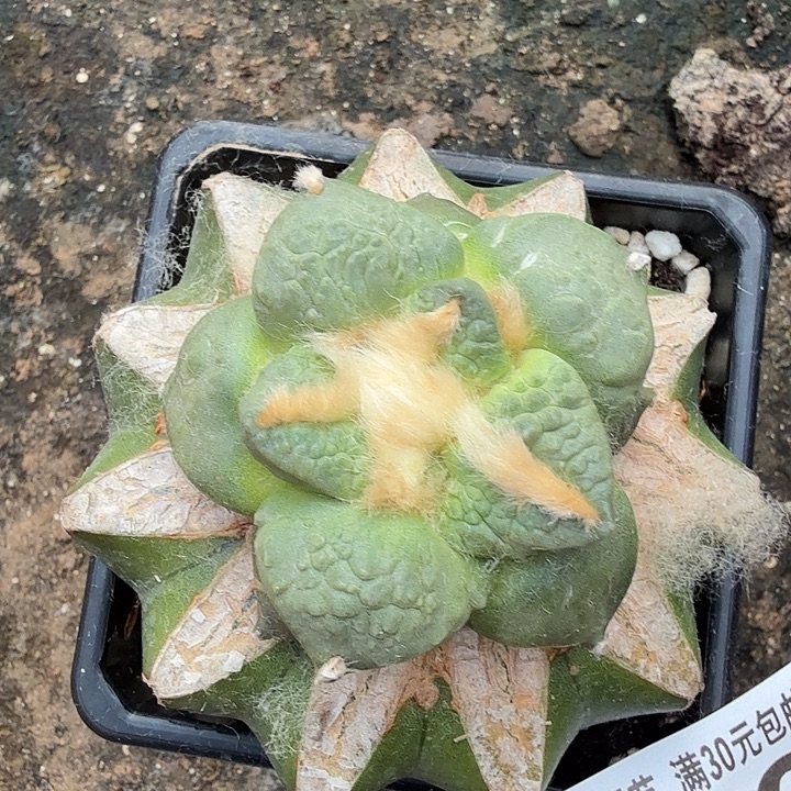 无花朵370白肌牛舌牡丹东三