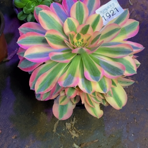 香妃多肉植物1921