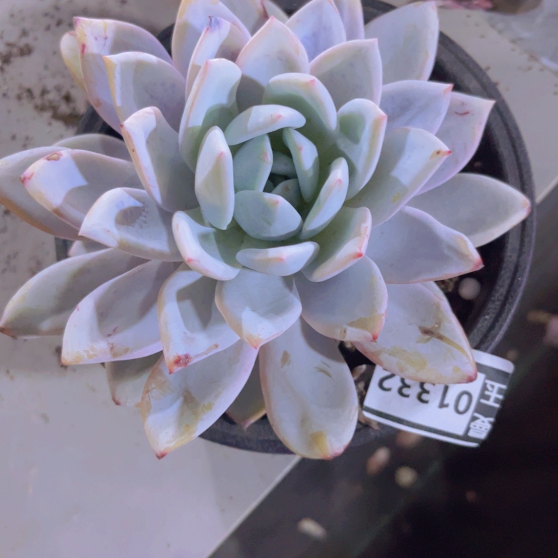 嫦娥01332多肉植物