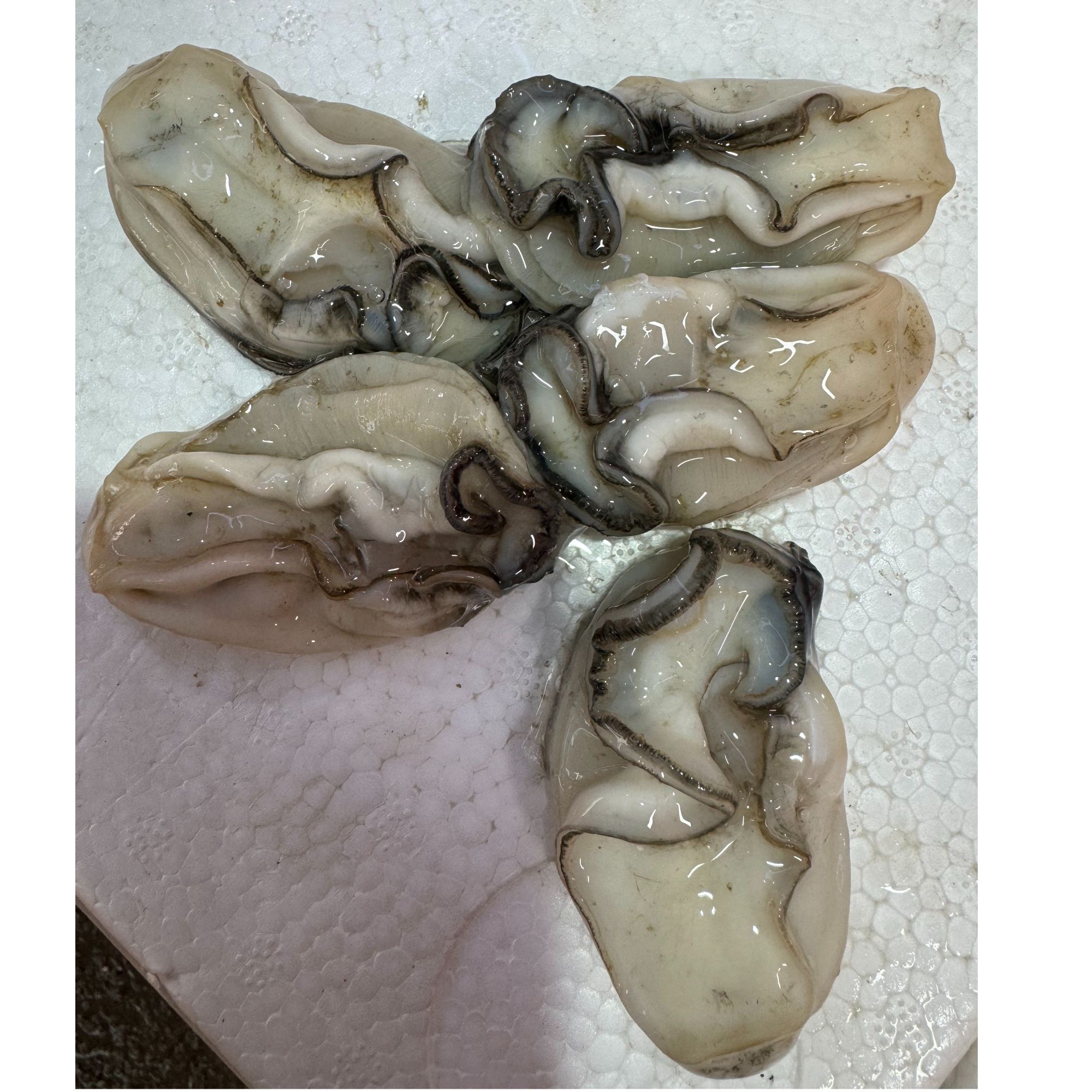 蚝乡程村生蚝中小蚝肉35-40个一斤