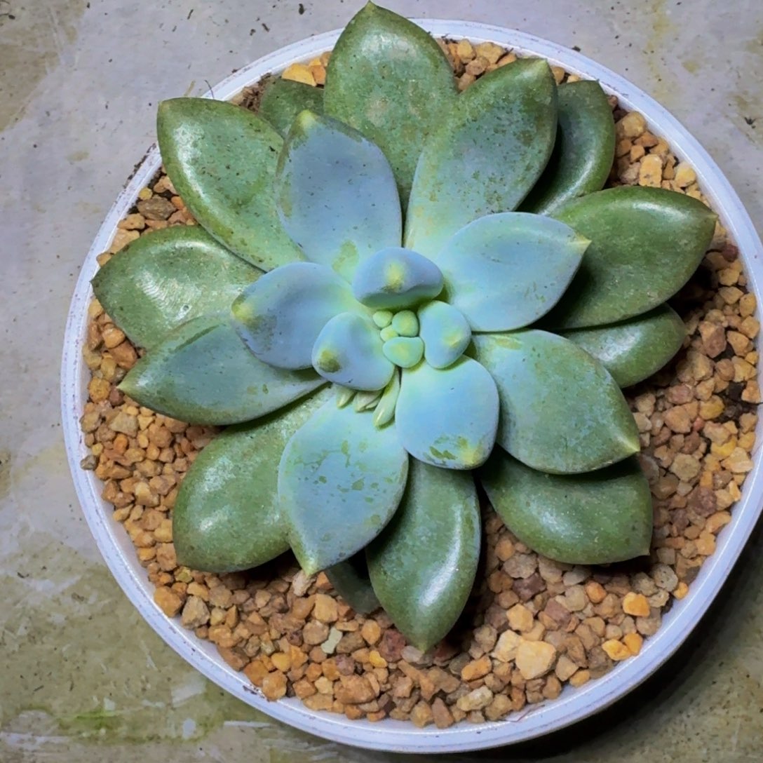 黄胖体 哥特 单头 一物一拍