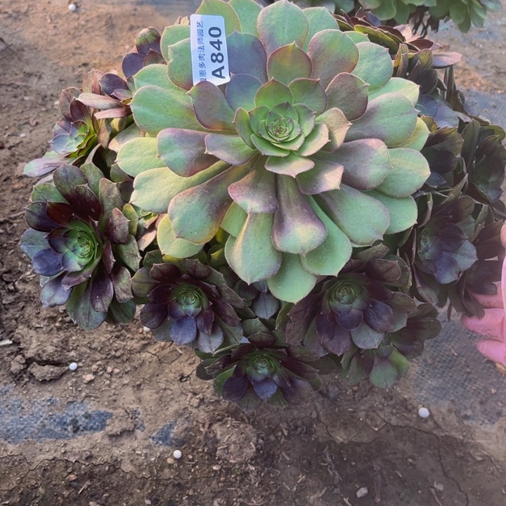 840 多肉法师不包断枝