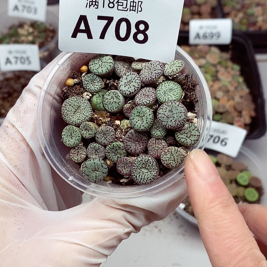 708安贞啦啦啦啦啦啦