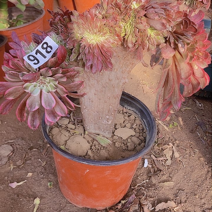 918水墨缀化老板子法师