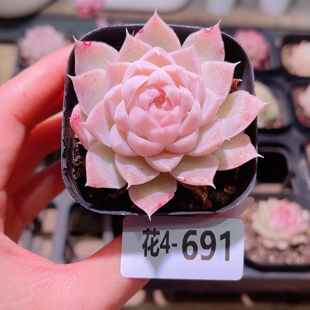 花利美4-691麦秆