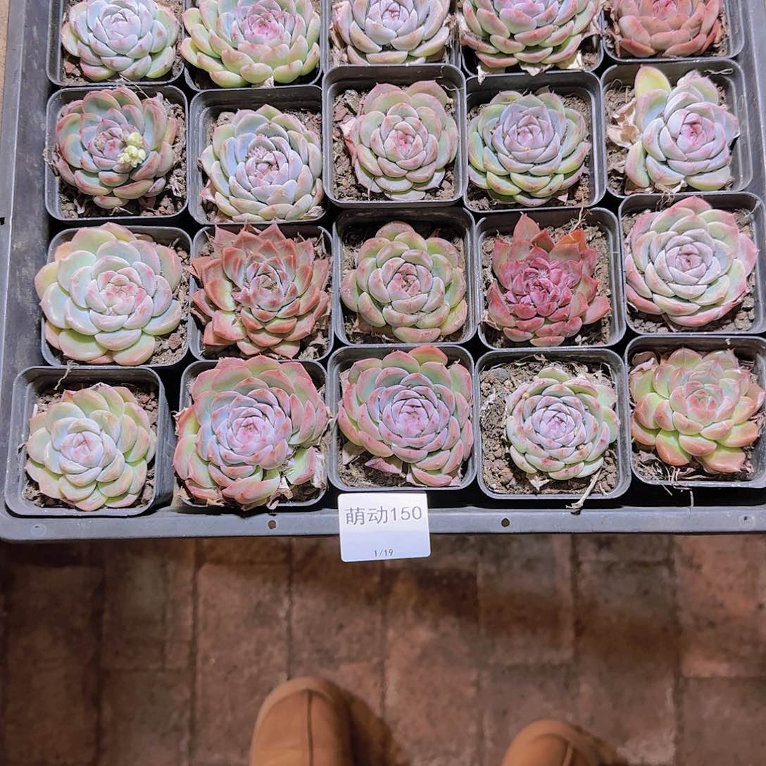 直播一物一拍多肉150