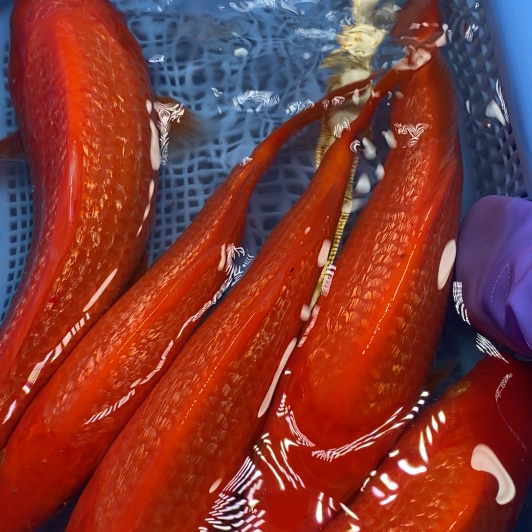 锦鲤冷水锦鲤包邮