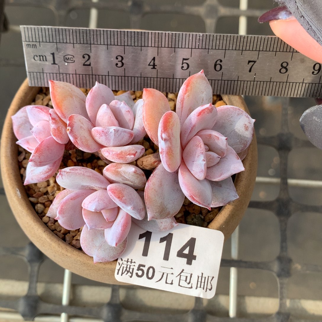 114。韩货小树奶茶四头。