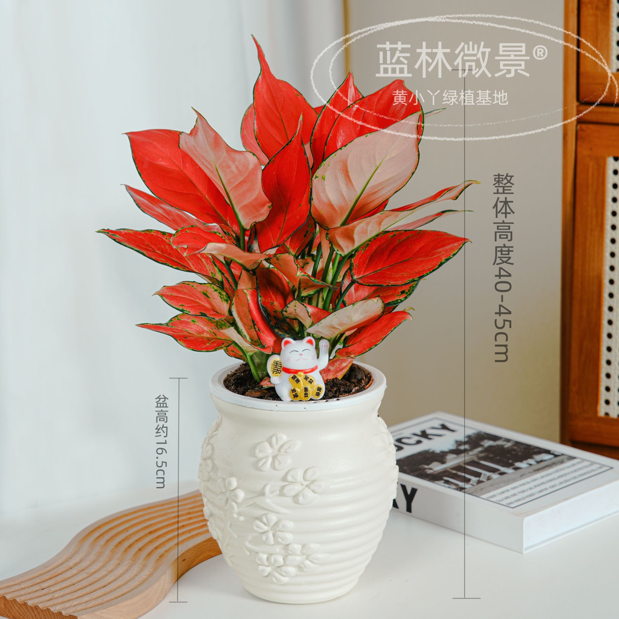 【红颜】三株苗吉利红桌面浮雕梅花盆绿植花卉吉祥如意办公室植物