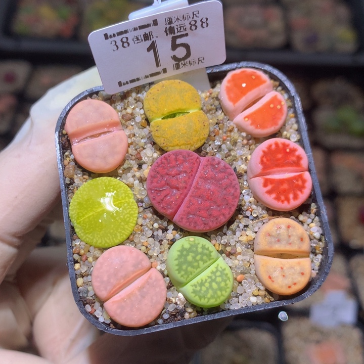 Zzzz精品生石花15