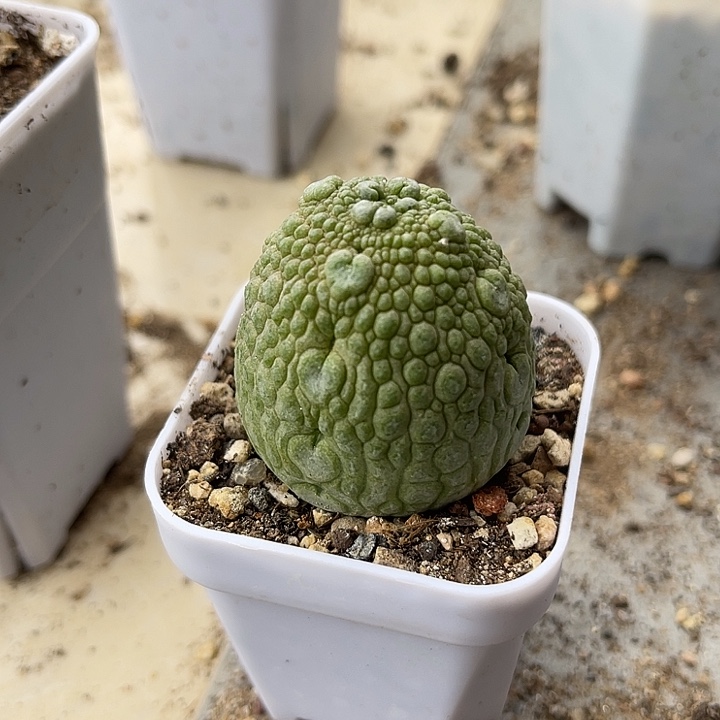 无花朵实生凝蹄玉一物一拍