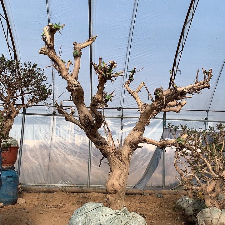 全部花朵金银花88888