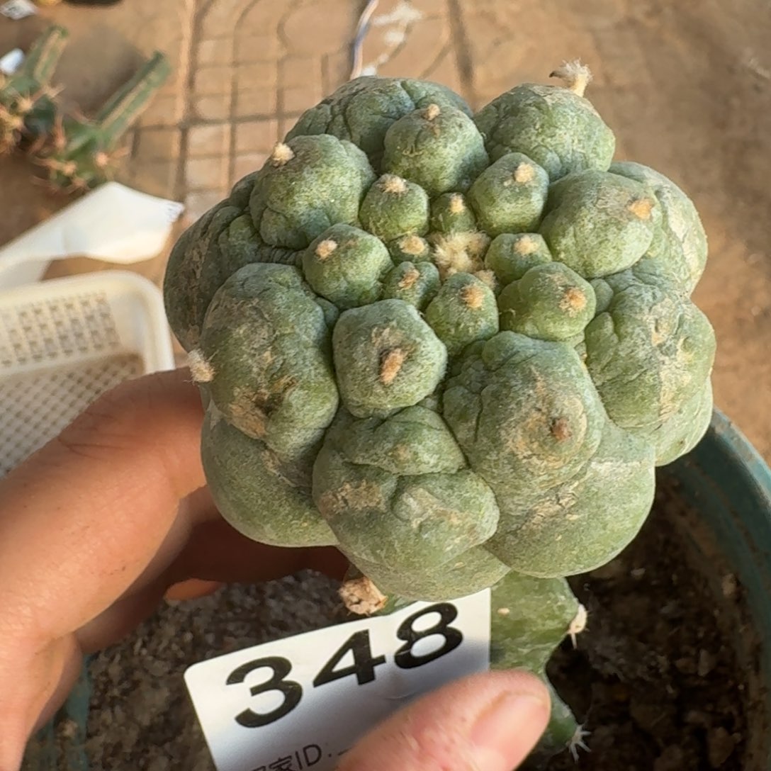 【闪购商品】黑肌大尤鲜348