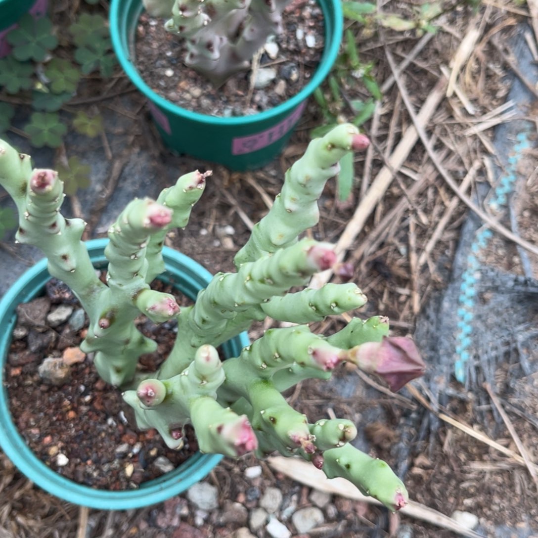 潇****多肉植物仙人球系列