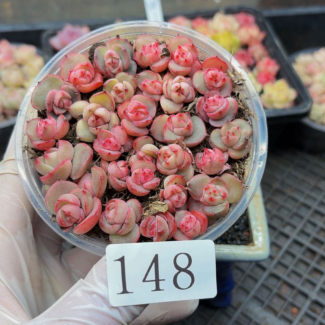 多肉植物多肉植物148