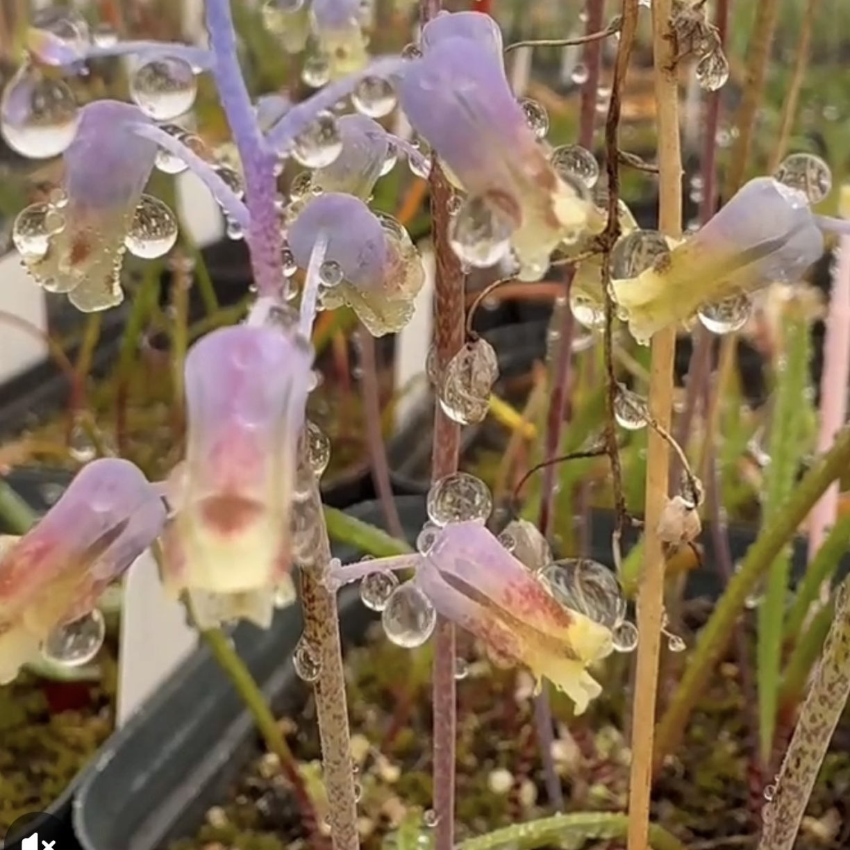 花医生园艺DF3.0131 Lachenalia hirta  刚毛立金花1cm+开花球