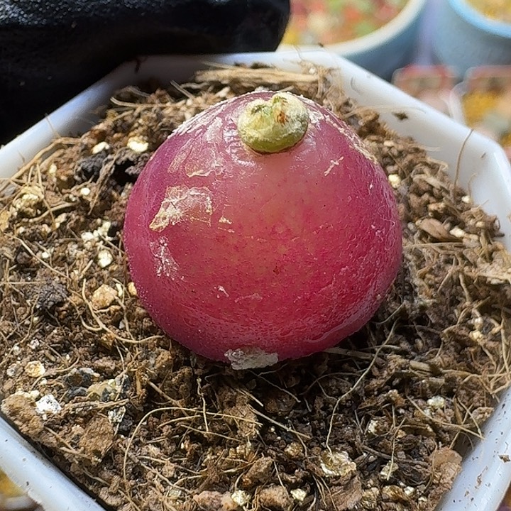 生石花23:：。在。 6。 2.0左右