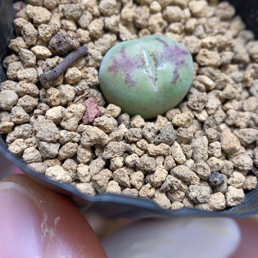 多肉植物肉锥杂交K-1037