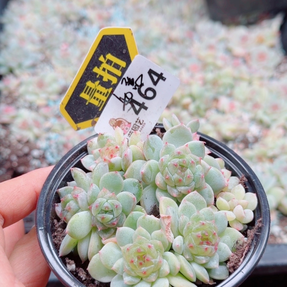 多肉植物多肉植物