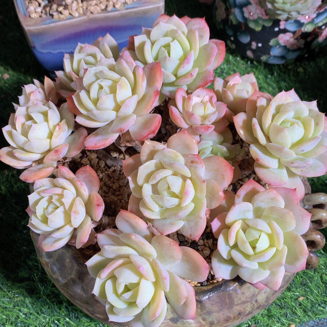 恋曲20 公分一物一拍