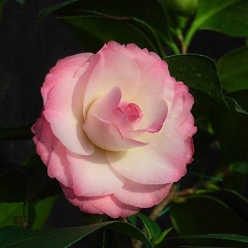 珍珠娃娃山茶花树苗正品花苗名贵进口品种茶花阳台庭院盆栽