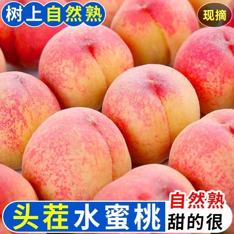 现摘水蜜桃突围毛桃果园新鲜桃子脆软两吃应季水果