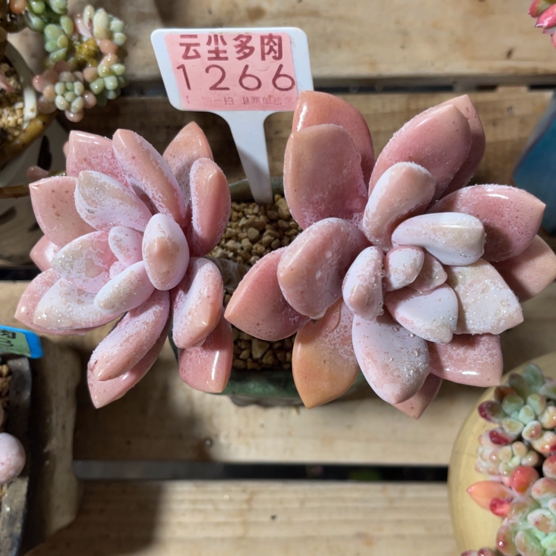 垚***屹云尘多肉一物一拍不含盆1266