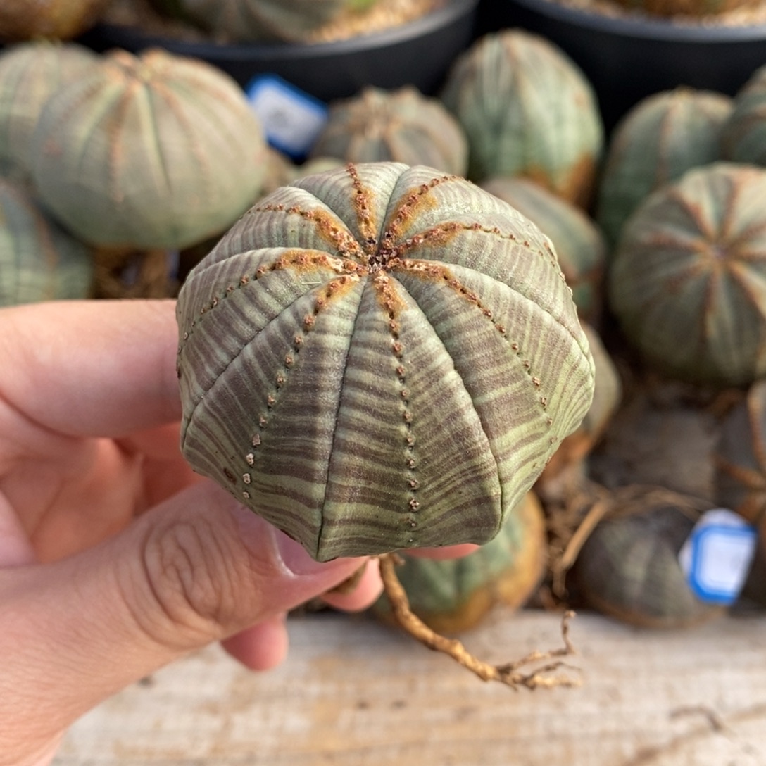 6 欧系实生布纹球多肉植物