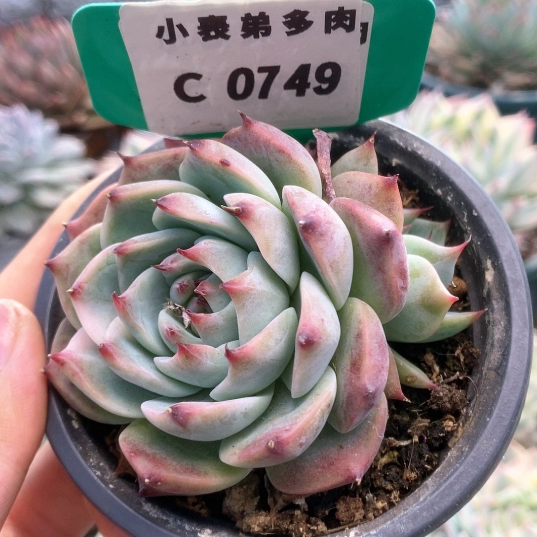 C749锦锦锦锦锦锦锦锦