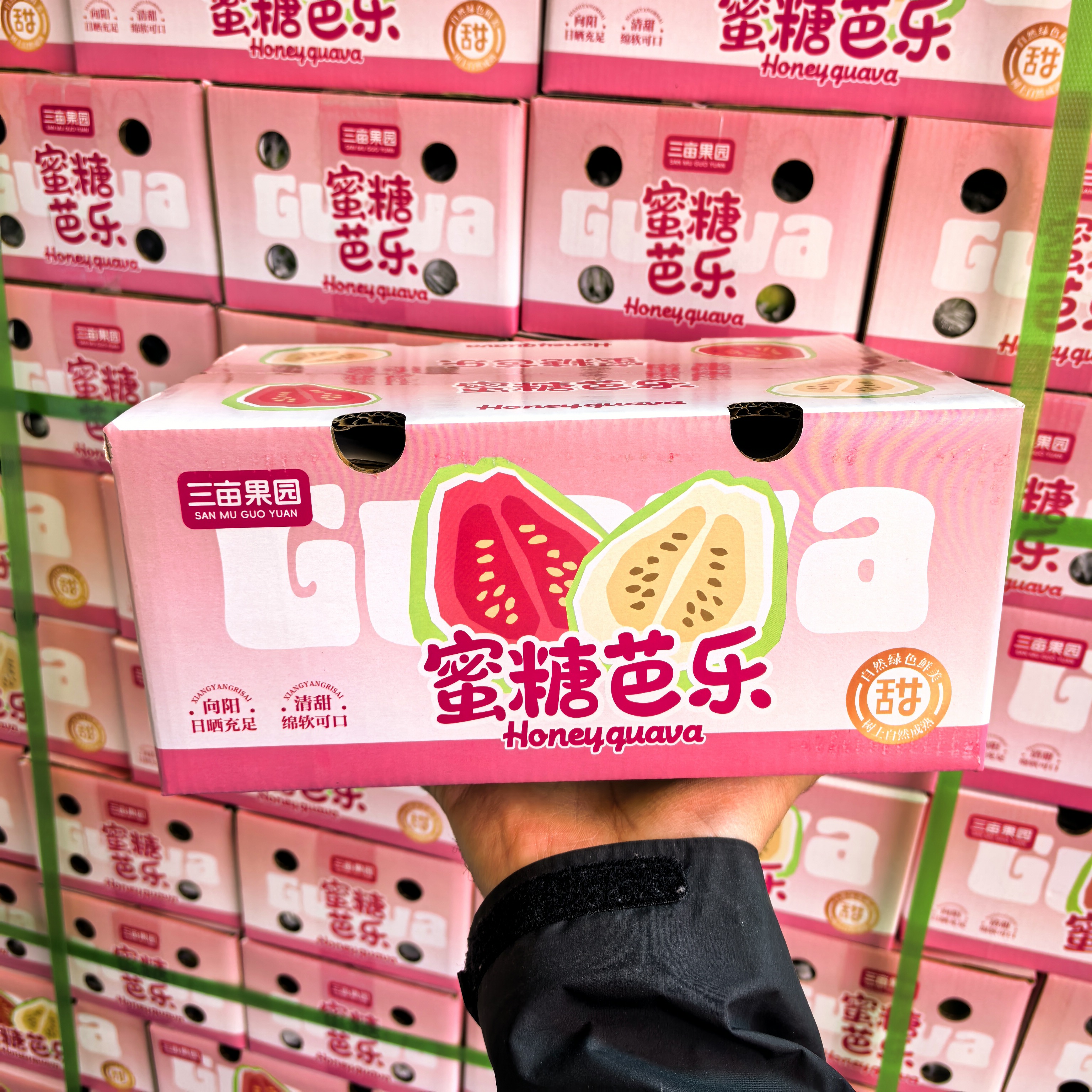 【顺丰次日达】树熟白芭乐  1箱福建省