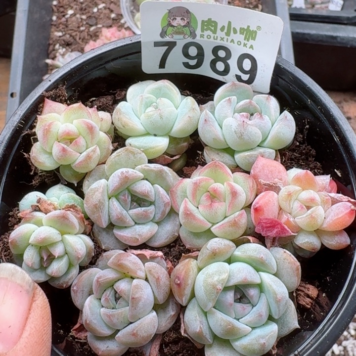 多肉植物多肉植物