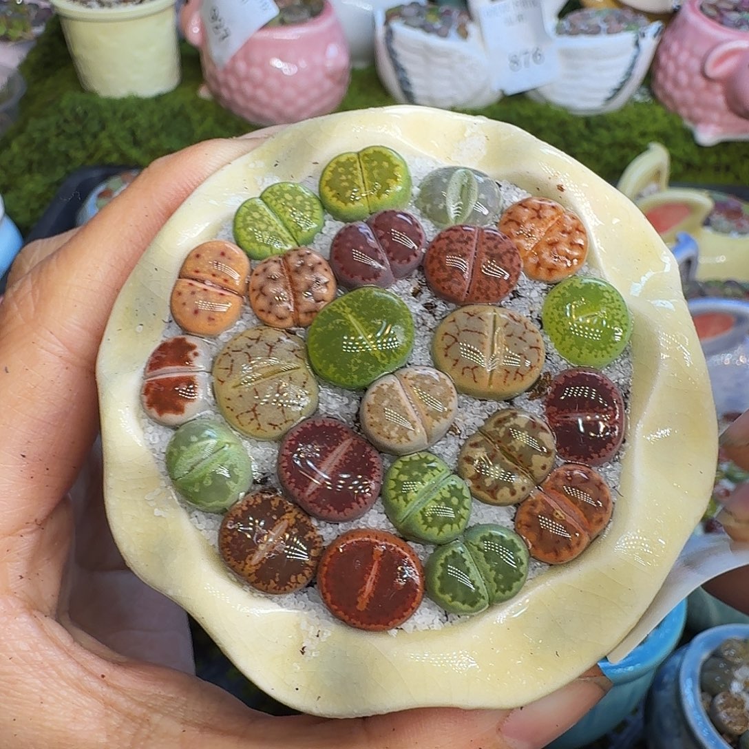 多肉植物福利冲964