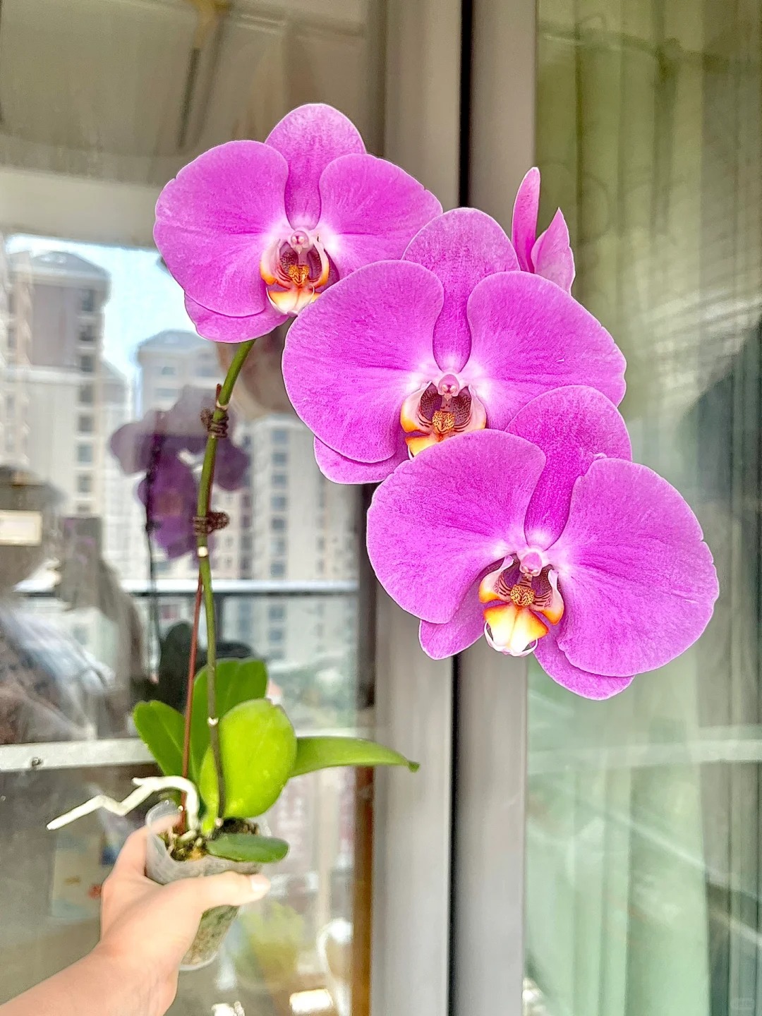 粉宝图（蝴蝶兰）高端室内兰花 花期长 新手好养 云南基地直发