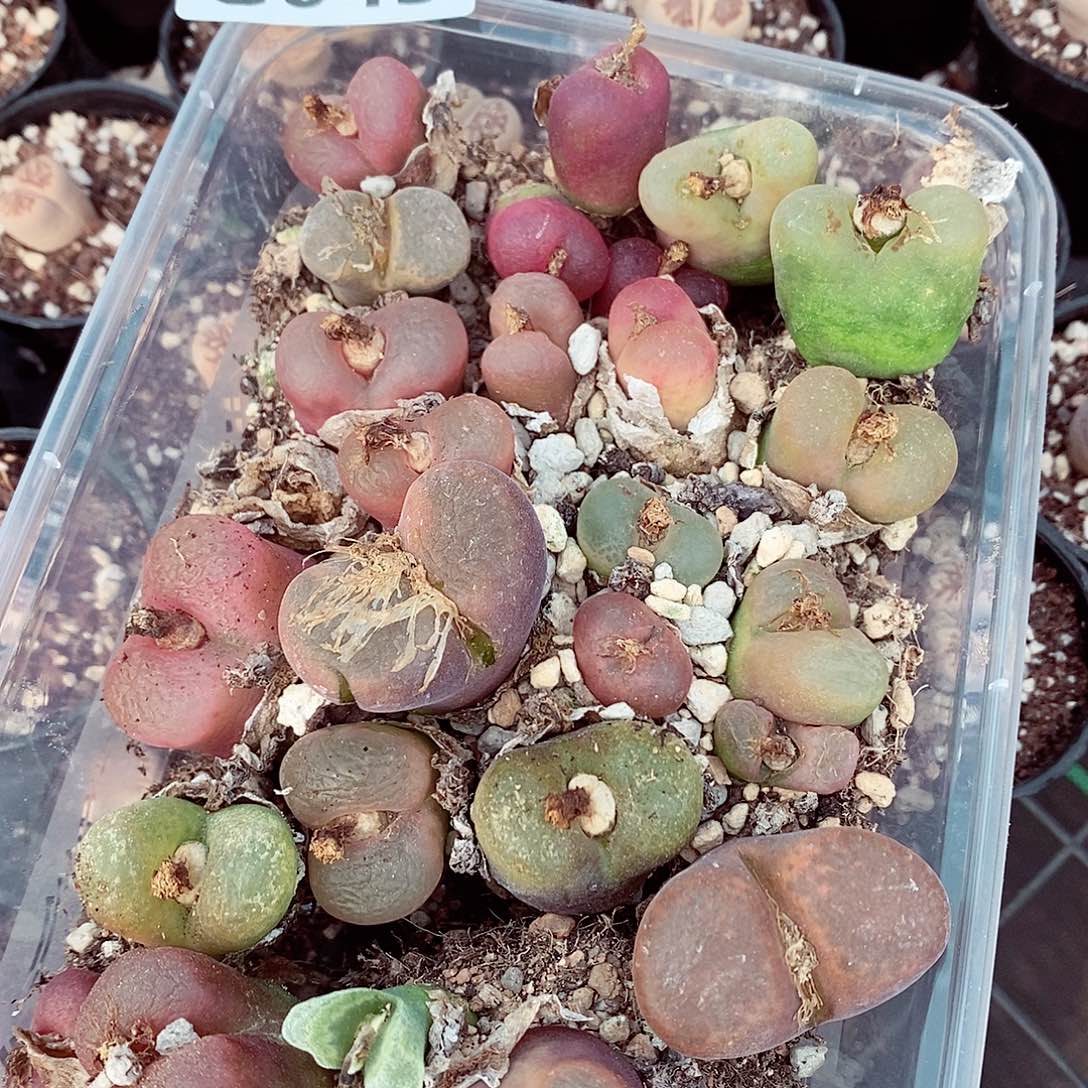 小***鹿43呃灯泡呃呃呃呃呃呃呃呃呃呃呃呃