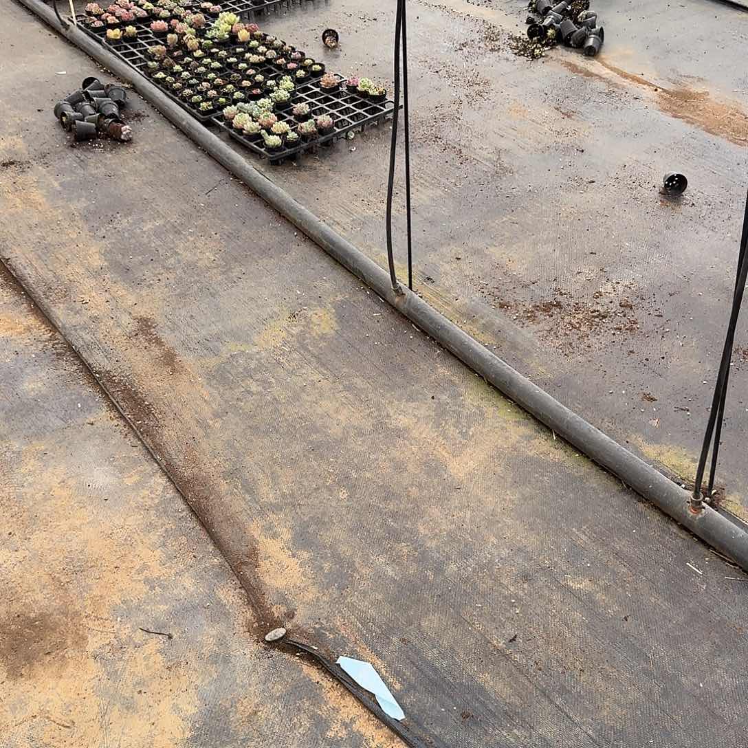 香槟十棵量拍带盆土发货